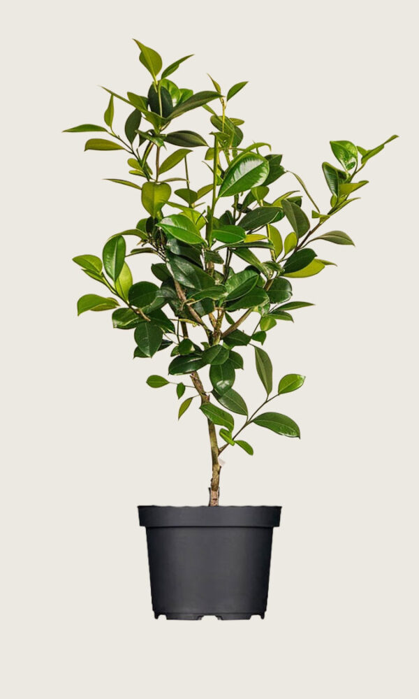 Laurbærhegg Novita krukke