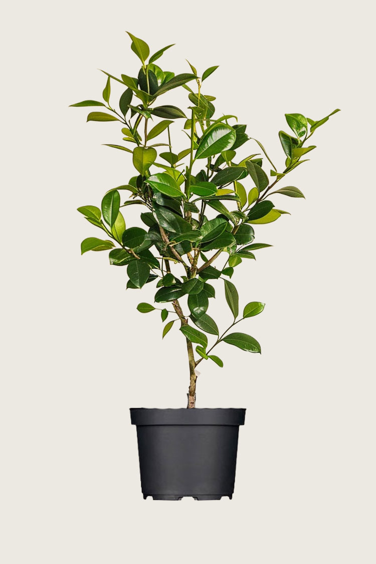 Laurbærhegg Novita krukke