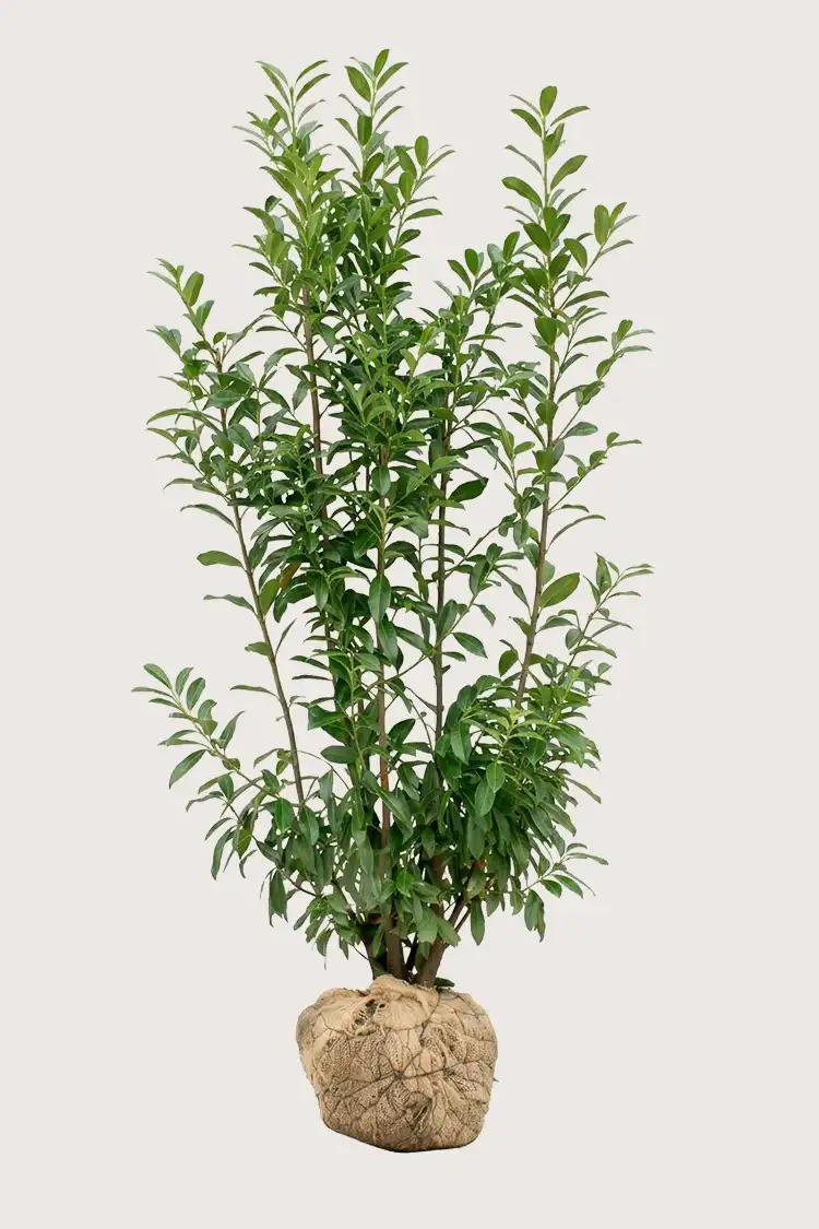 Laurbærhegg Genolia hekk Budsjettpakke med rotball 200-240cm - Gir umiddelbar innsyn