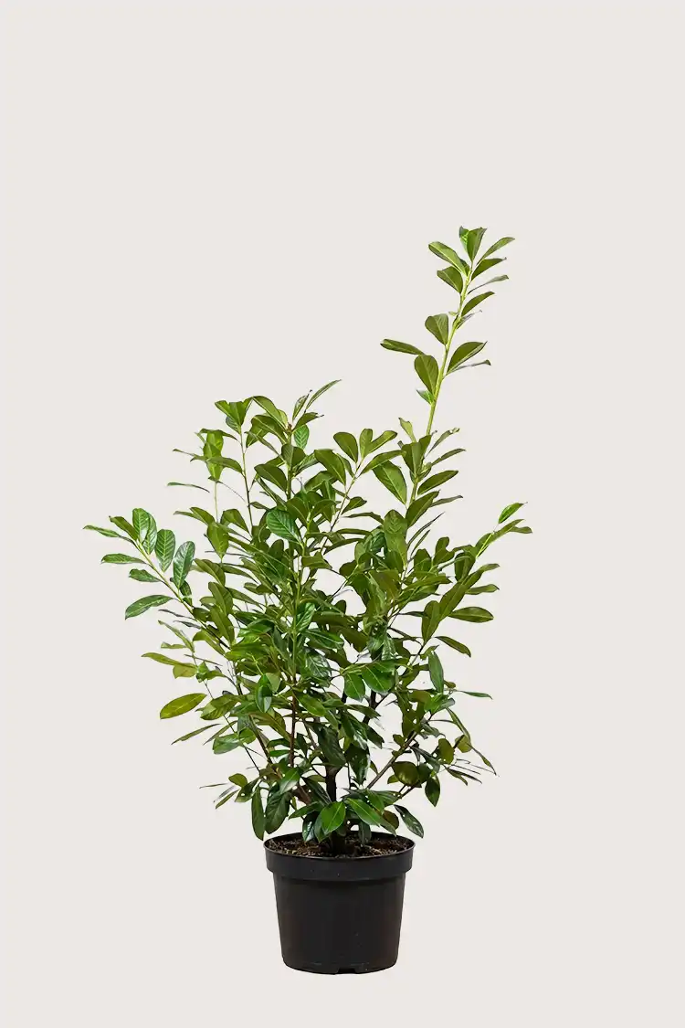 Laurbærhegg Novita hekk Budsjettpakke i potte 120-160cm - Gir umiddelbar innsyn